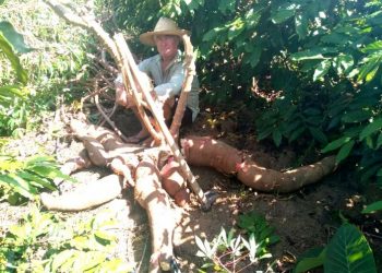 Em Vilão Pavão produtor colhe raíz de mandioca gigante que pesa 64 quilos