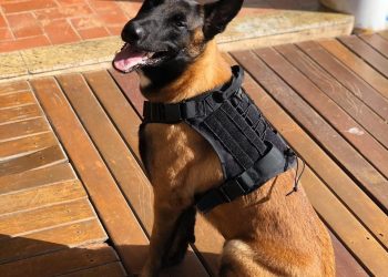 Cão farejador Baruck: Denarc de Aracruz ganha novo integrante