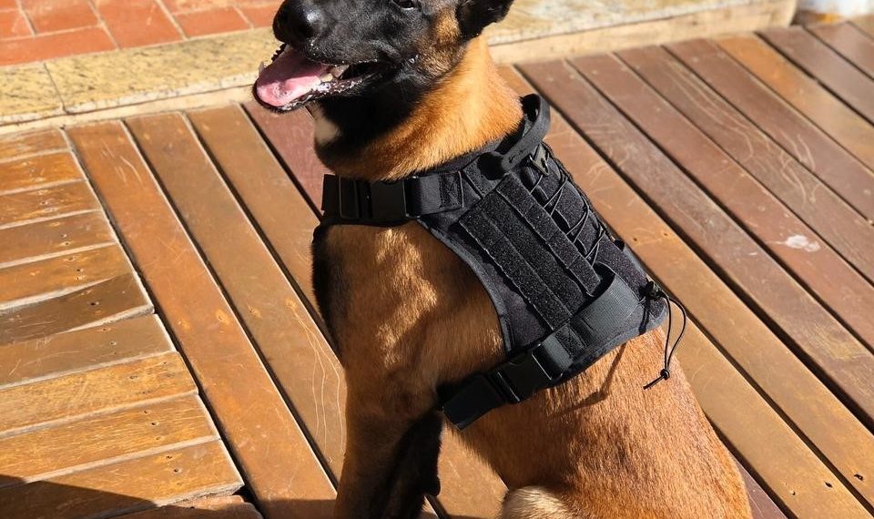 Cão farejador Baruck: Denarc de Aracruz ganha novo integrante