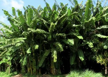 Brasil é o 4º maior produtor de banana e está atento à ‘pandemia’ no campo que afeta cultura