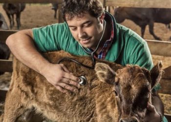Idaf abre processo seletivo para contratação de médico-veterinário em designação temporária