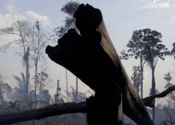 Alertas de desmatamento na Amazônia saltam 64% em maio