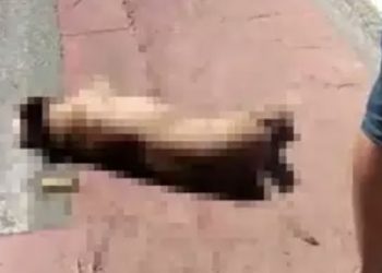 PM mata cachorro a tiros em rua de