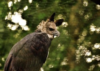 Conheça a harpia, a águia gigante amazônica que está cada vez mais ameaçada