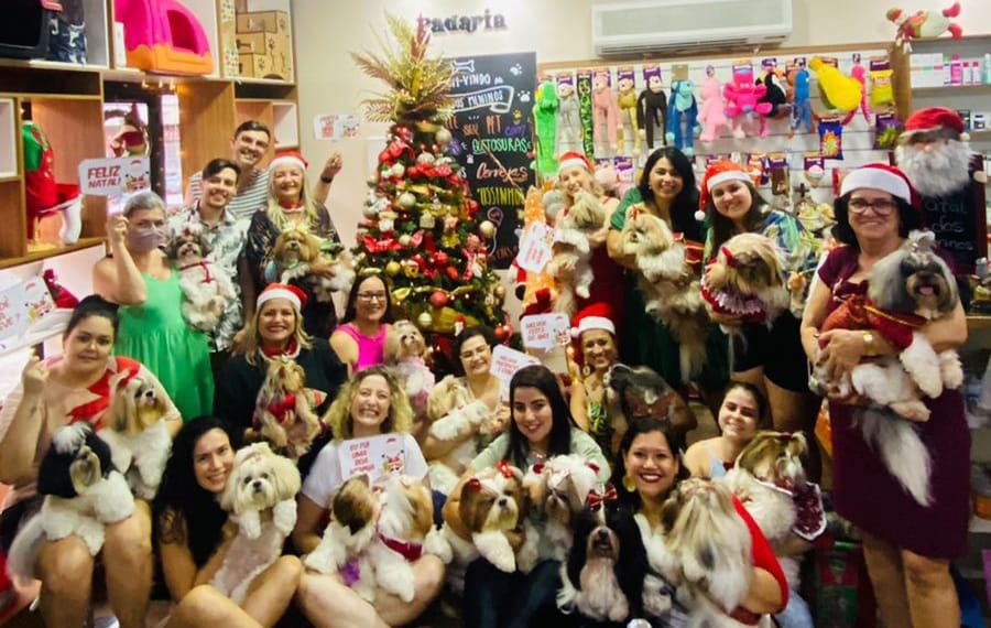 Natal: Confraternização de Shih Tzu arrecada donativos para albergue de cães em Vitória
