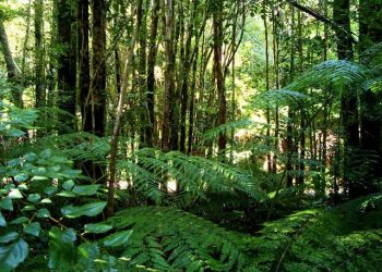 Brasil lidera derrubada de florestas tropicais no mundo
