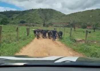 Após ação da Polícia Civil, cabeças de gado obtidas por estelionato são recuperadas em São Gabriel da Palha