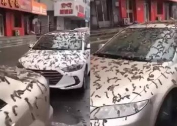 ‘Chuva de vermes’ atinge cidade da China e carros ficam cobertos