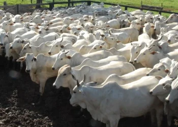 Preços da arroba do boi se acomodam; confira cotações