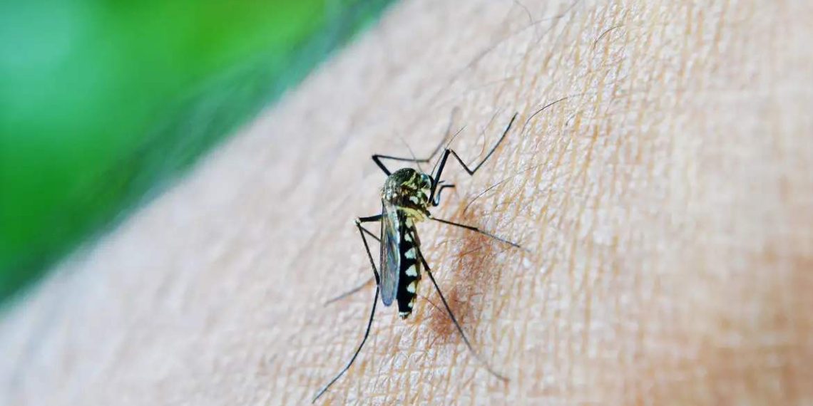 Chikungunya: ES registra 2 mortes pela doença; veja sintomas e diferenças da dengue