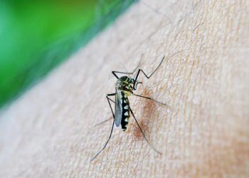 Chikungunya: ES registra 2 mortes pela doença; veja sintomas e diferenças da dengue