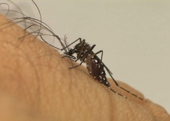 Estado antecipa entrega de vacina contra dengue para região Central-Norte de Saúde