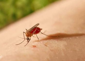 O que se sabe sobre a febre do Oropouche: causas, sintomas e tratamento