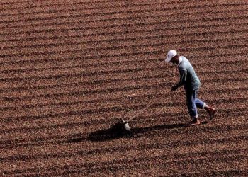 Não há risco de faltar café conilon no Brasil, mesmo com exportação recorde, diz Cecafé