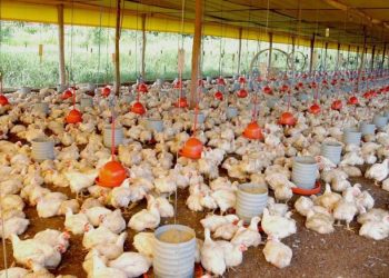 Prejuízo da avicultura gaúcha pode chegar a R$ 250 milhões