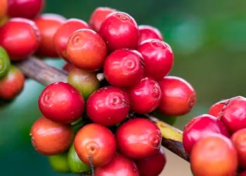 Café começa o dia em queda na bolsa de Nova York