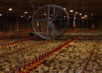 Chuvas no Rio Grande do Sul matam mais de 300 mil aves