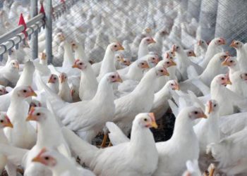 Catástrofe climática causa prejuízo de R$ 182,9 mi na avicultura do RS