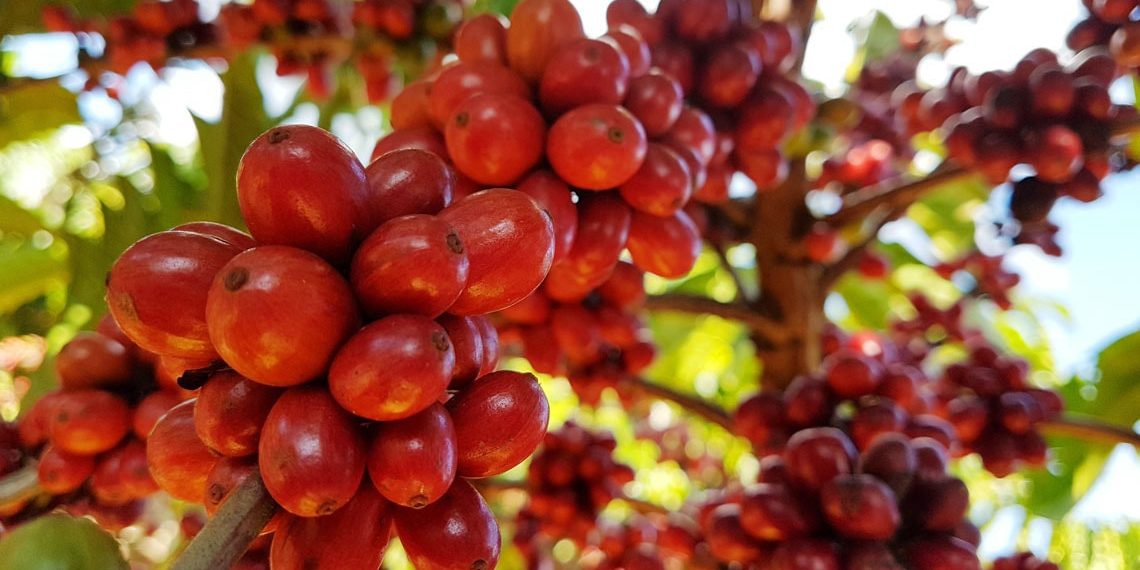 Como vem se comportando o mercado de café?