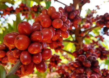 Como vem se comportando o mercado de café?