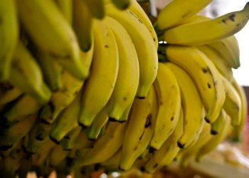 Preços da banana, da laranja e do mamão caem no atacado em maio