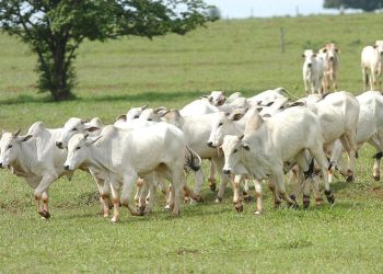 Preços da arroba do boi: veja as cotações de hoje