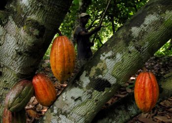 Cacau encerra semana com perda de 13%; açúcar bruto registra ganho semanal de 7%