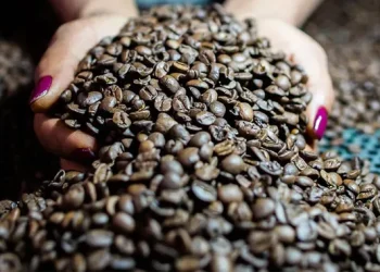 Preços do café arábica se mantêm acima de R$ 1,3 mil a saca desde o início do mês