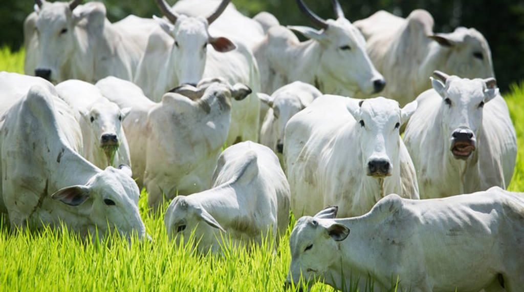 Confira o preço da arroba do boi gordo hoje; carne bovina ganha competitividade