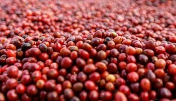 Café interrompe alta e passa a operar com queda nos principais contratos