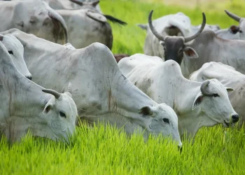Boi/Cepea: Arroba volta à casa dos R$ 230; oferta de carne no 1º semestre é recorde