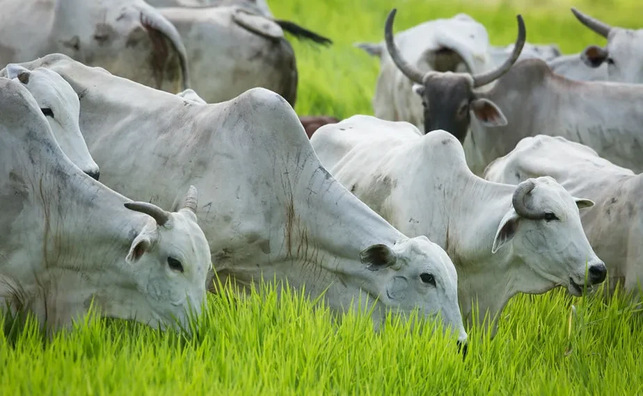 Boi/Cepea: Arroba volta à casa dos R$ 230; oferta de carne no 1º semestre é recorde