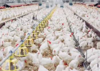 Brasil exportou 5,1 milhões de toneladas de carne de frango em 2023