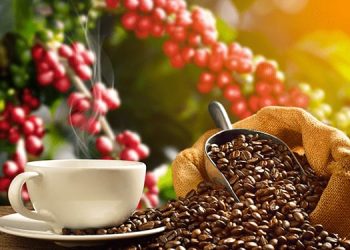 Café robusta bate recorde e arábica mantém alta, aponta Cepea