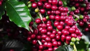 Café: Safra é mais rápida, mas rendimento no Brasil preocupa e cotações avançam