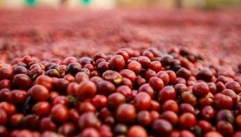 Safra brasileira pressiona arábica, mas preocupação com Vietnã faz robusta avançar