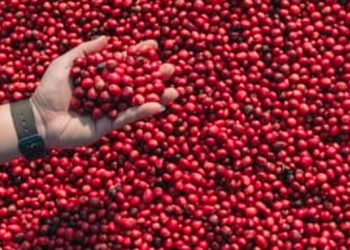 Café: Colheita no Brasil avança, mas preços avançam com preocupação na oferta