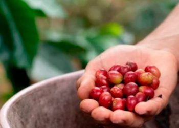 Café tem semana de ajustes nos preços e pressão da safra brasileira derrubando preços