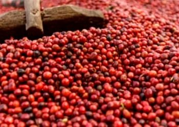 Com safra andando bem no Brasil, café abre semana com estabilidade