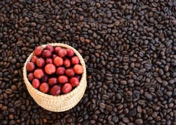 Dúvida com Vietnã persiste e semana começa com robusta ganhando mais de US$ 100 por tonelada