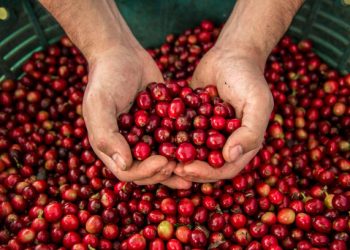Café canéfora fecha junho em valor recorde no Brasil em plena colheita, aponta Cepea
