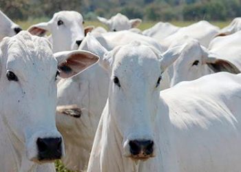Preços da arroba seguem firmes entre R$225 e R$230 e apesar de um leve aumento das escalas em SP cenário geral continua positivo
