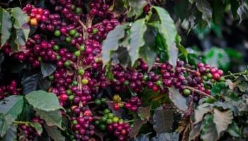 Escassez de chuvas no Brasil movimenta os preços do café para cima nesta 3ªfeira