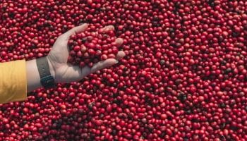 Rabobank: Exportações de café do Brasil em julho crescem 26% em relação ao mesmo período de 2023