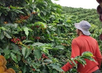 Café: frio deixa produtor em alerta e preços sobem
