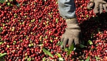Café: preços registram alta superior a 3% na manhã desta 2ª feira (16)