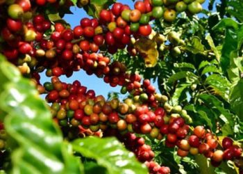 Bom desempenho do agro deve fazer economia do ES crescer 4,3% em 2024