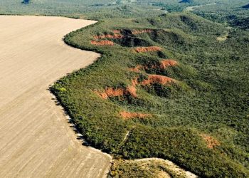 Cerrado: desmatamento emite 135 milhões de toneladas de CO2 desde 2023