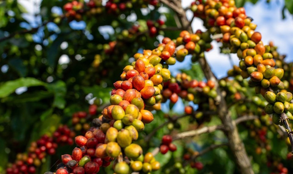Alta do café conilon impulsiona novo recorde histórico das exportações do agro capixaba