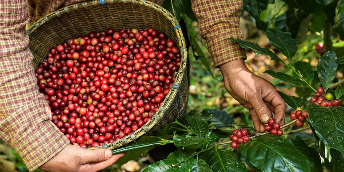 Após fortes altas, mercado cafeeiro inicia 3ª feira (26) com ganhos moderados e realização de lucros